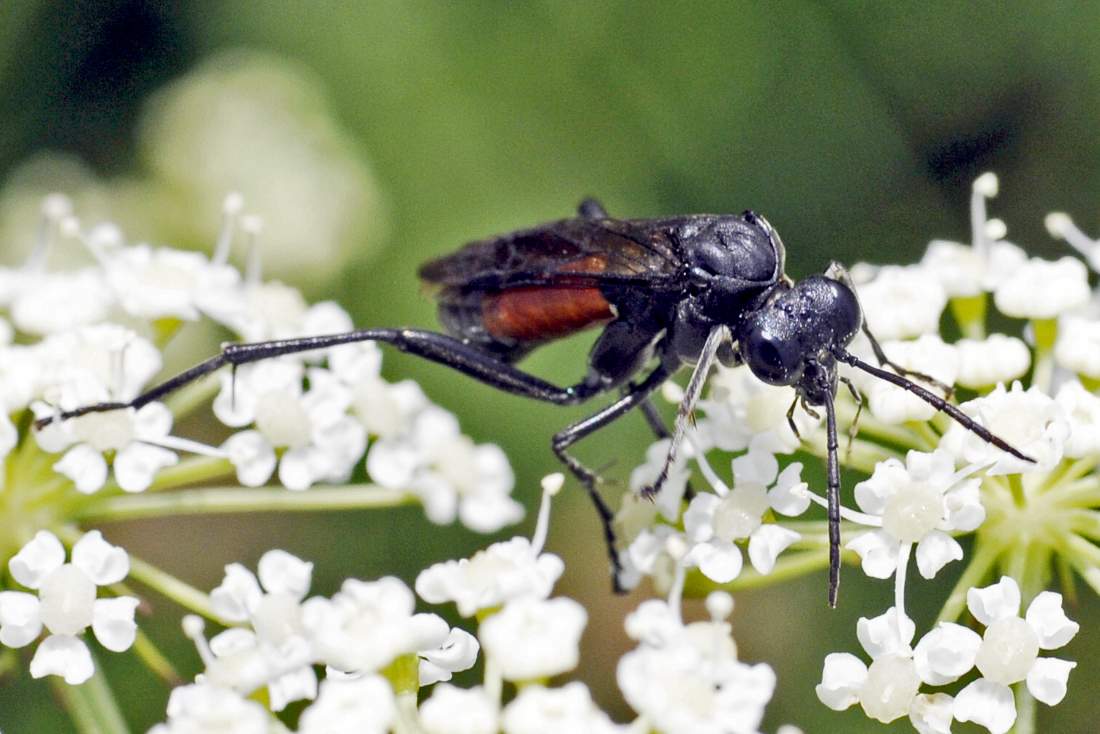 Tenthredinidae: Macrophia annulata?